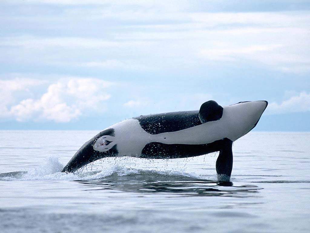 Witaj na www.orcas.prv.pl