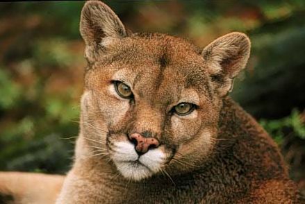 Animal Puma Pictures