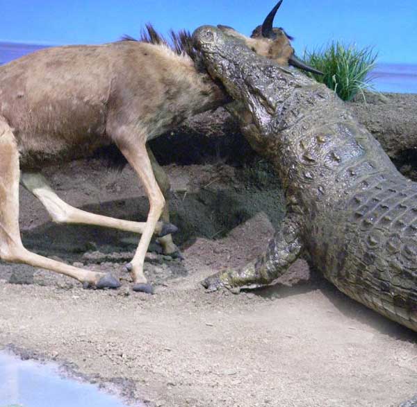 Le Plus Gros Alligator Du Monde LES GRANDS REPTILES