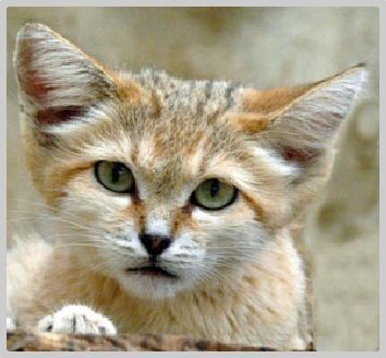 rencontre et chat algerie Chat - définitions français : retrouvez la définition de chat, ainsi que les homonymes - dictionnaire, définitions, section_expression, conjugaison, synonymes, homonymes, difficultés, citations. rencontre et chat algerie Chat - définitions français : retrouvez la définition de chat, ainsi que les homonymes - dictionnaire, définitions, section_expression, conjugaison, synonymes, homonymes, difficultés, citations.